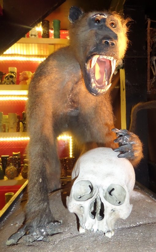 A monkey and a skull at Monkey Skull Voodoo Lounge