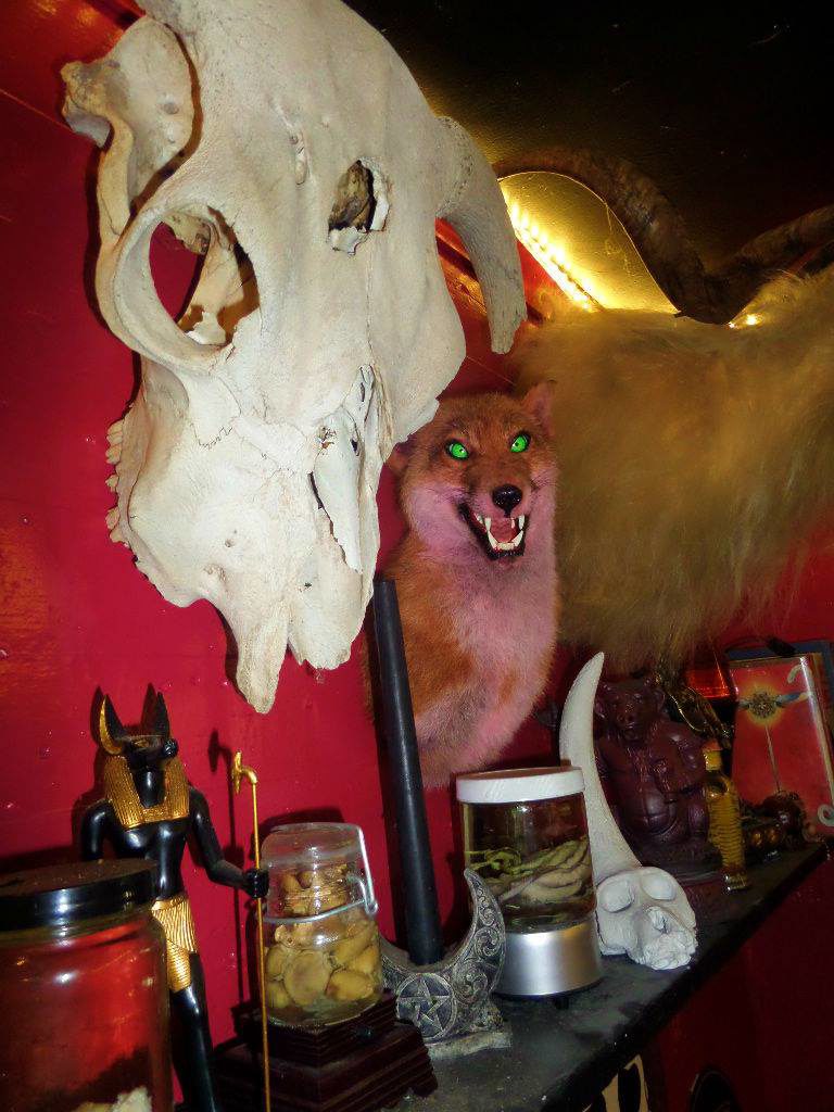 Stuffed heads on the wall of Monkey Skull Voodoo Lounge