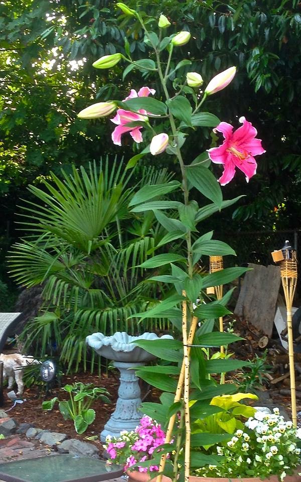 Flower and palm tree at the Moon Lagoon picture by John