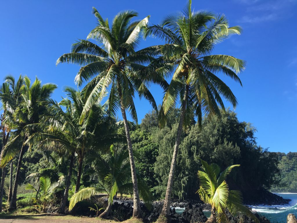 Maui palm trees